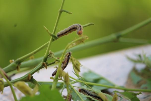 skipper