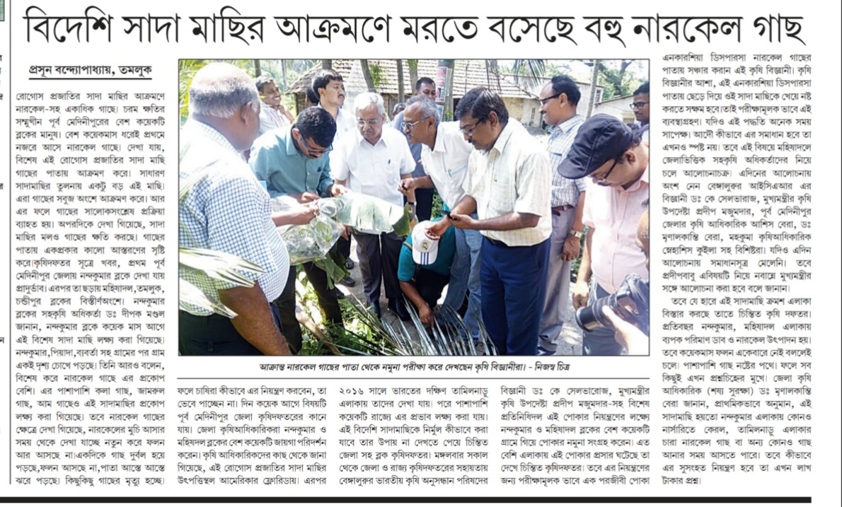Many coconut tree are dying due to invading whitefly published in Bengali daily Sanbad Nazar on 9th May, 2019