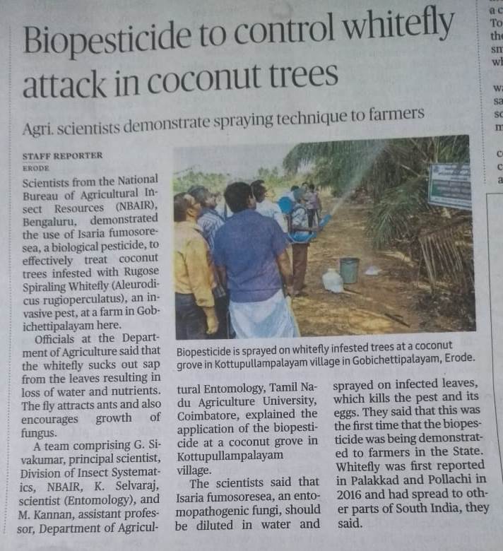 Biopesticide to control whitefly attack in coconut trees