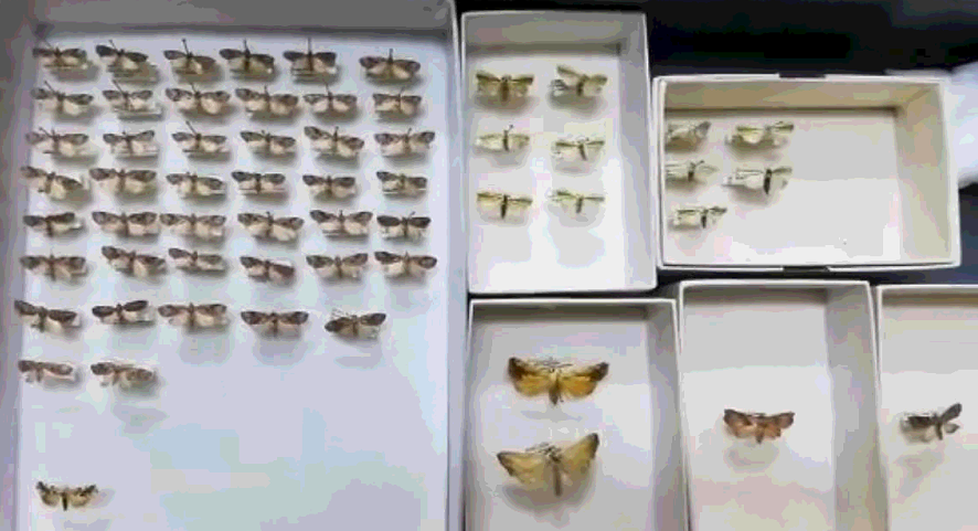 moth