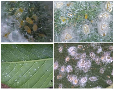 Occurrence of  Woolly Whitefly Aleurothrixus floccosus (Maskell) in India