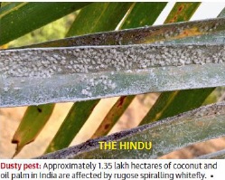 How whiteflies came, saw and conquered India’s crops – The Hindu, 23-05-2021