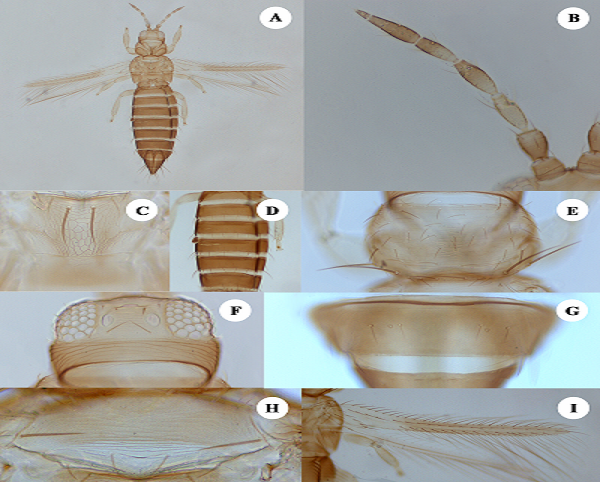 Pest alert new
