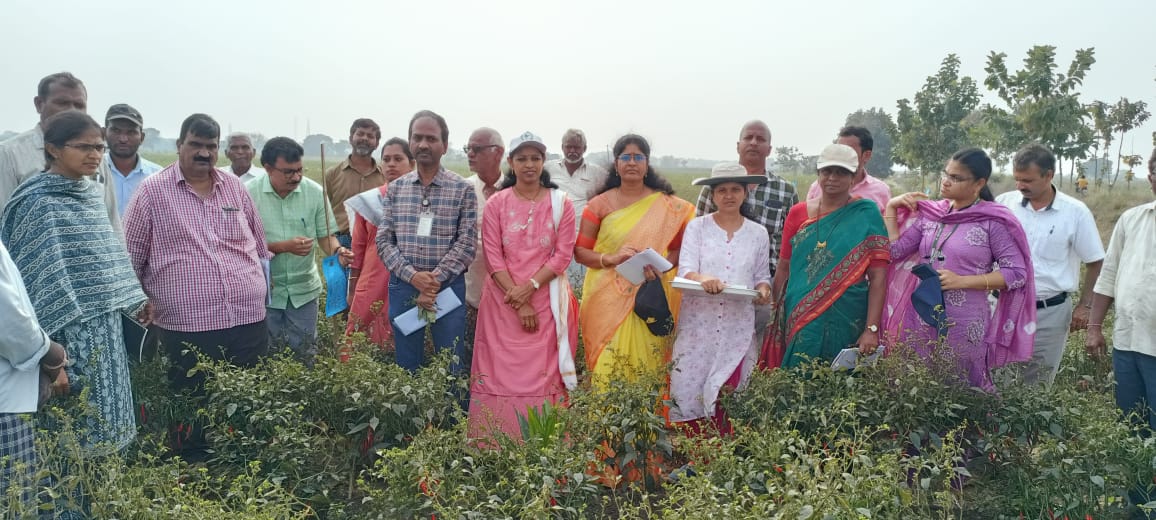thrips infested chilli fields
