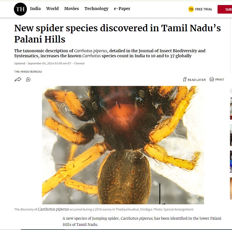 spider