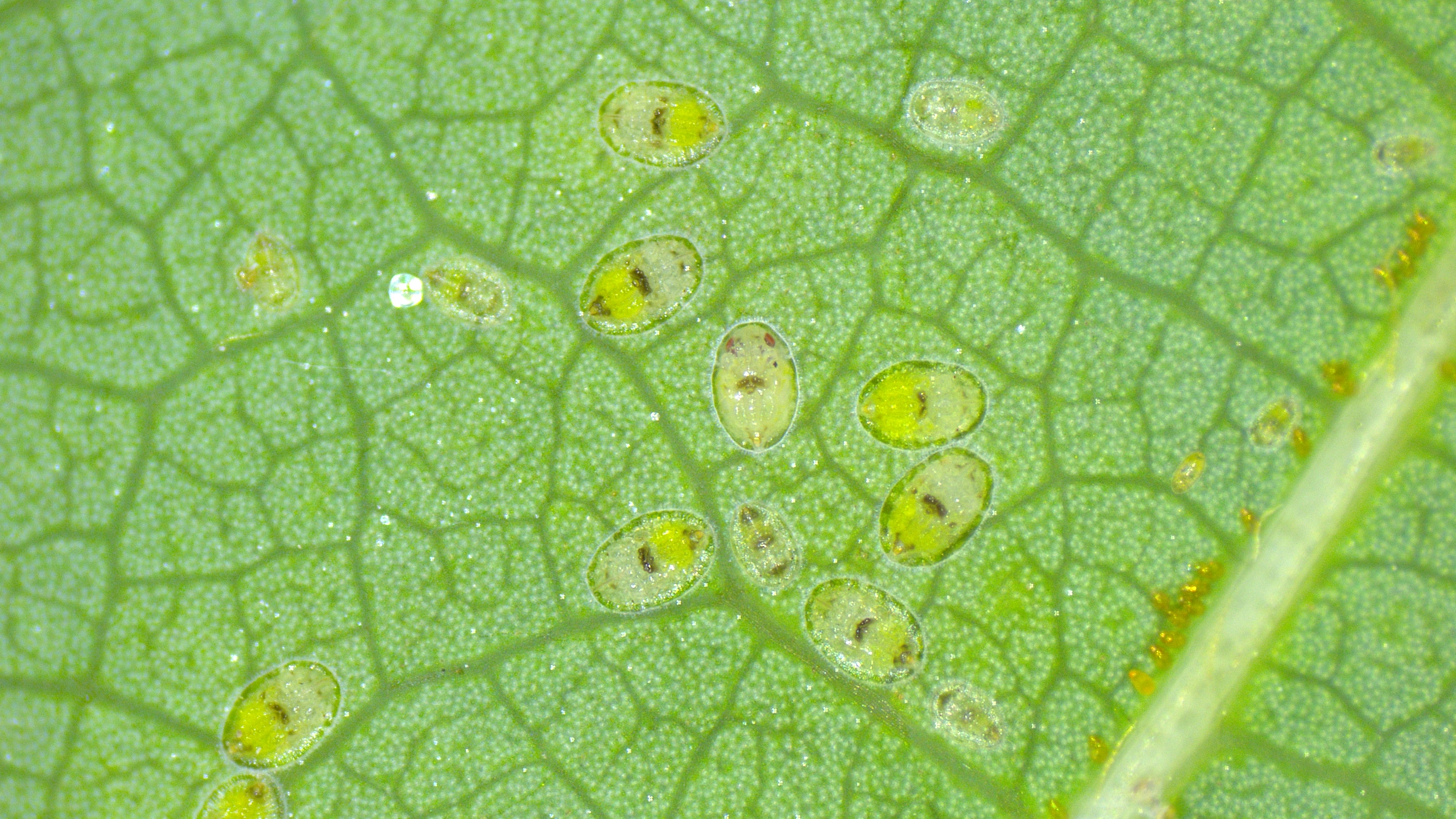 Invasive Annona Whitefly